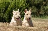 SCOTTISH TERRIER 226